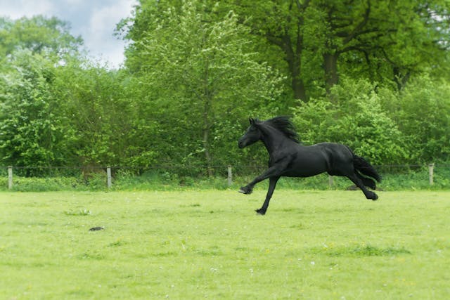 Dicas para comprar uma fazenda com haras para cavalos